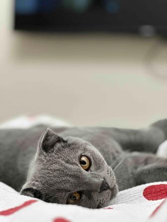 Котенок Британец