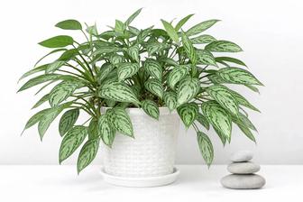 Комнатное растение - Аглаонема