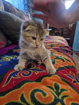 Продам котят Scottish Fold