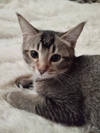 Продам котят помесь Scottish Fold и Бенгала