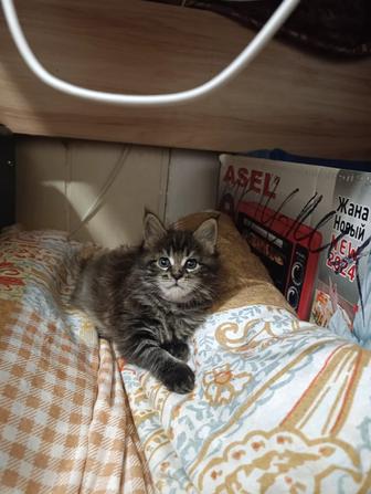 Продам котенка