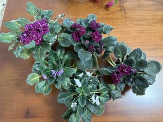 Фиалка к 8 марта