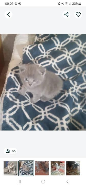 Продам котят Британских