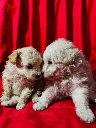 Продам щенков пуделя