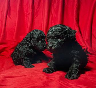 Продам щенков пуделя