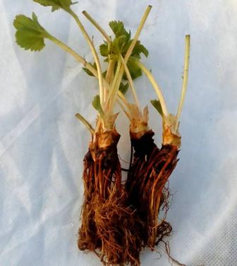 Рассада клубники Фриго