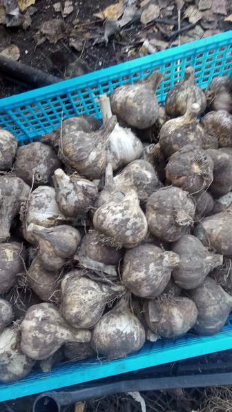 Продам домашним чеснок
