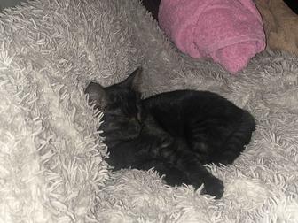 Котенок ищет дом, отдам в добрые руки