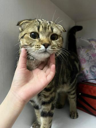 скоттиш фолд