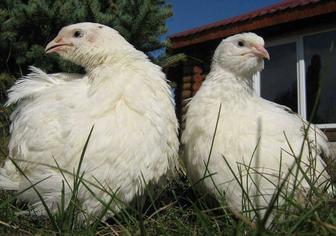 Перепелки суточные