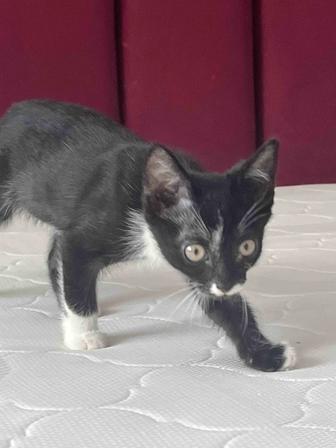 Котенок-мальчик добрые руки