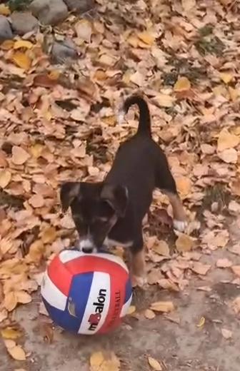 Щенок ищет хозяина и дом