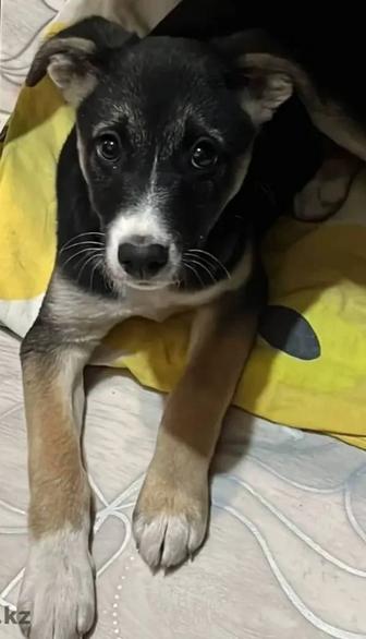 Щенок ищет хозяина и дом