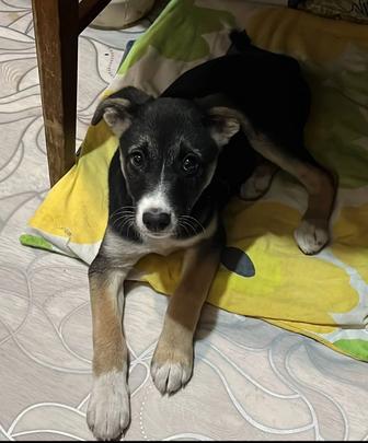 Щенок ищет хозяина и дом