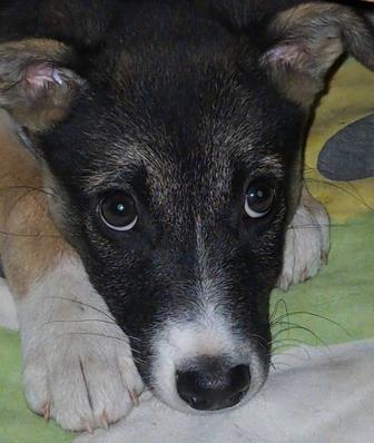 Щенок ищет хозяина и дом