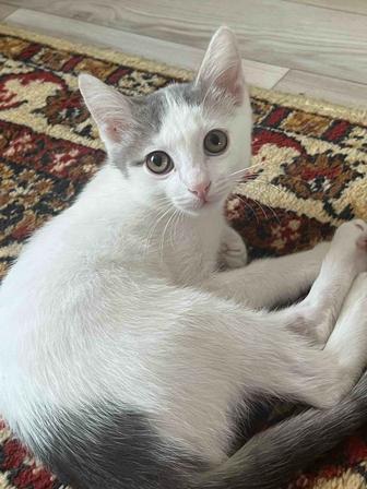 Отдам котенка бесплатно