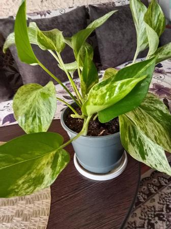 Эпипремнум золотистый