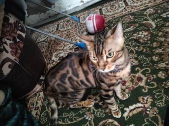 Срочно продам кота