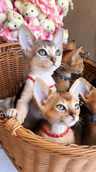 Vip Abyssinian kittens! Питомник