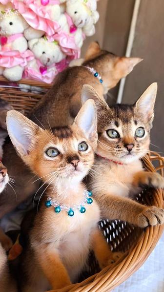 Vip Abyssinian kittens! Питомник