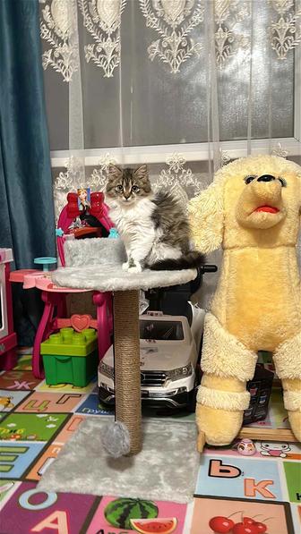 Отдам котенка в хорошие руки