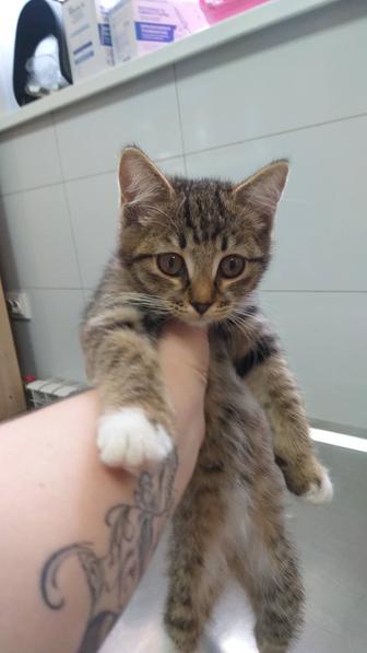 Котенок срочно ищет дом!