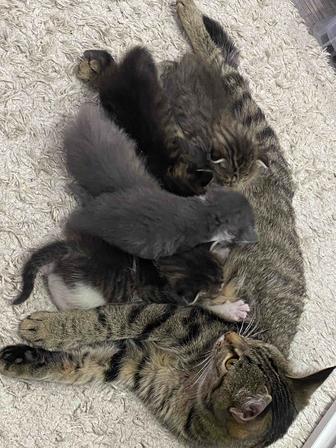 Котята в добрые и надежные руки