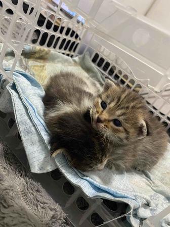 Котята в добрые и надежные руки