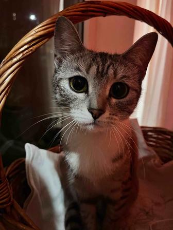 нашли кошку!