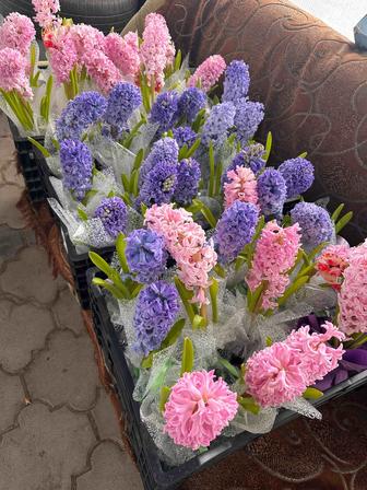 Красивейшие цветы- гиацинты ,оптом и в розницу!