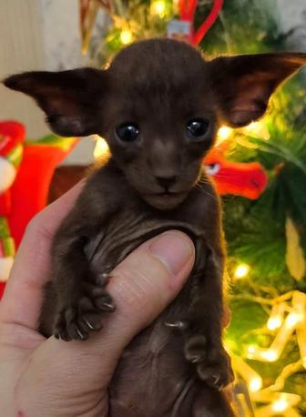 Редкие Котята Ориенталов! Окрасы Нежные Голубые ! Девочки