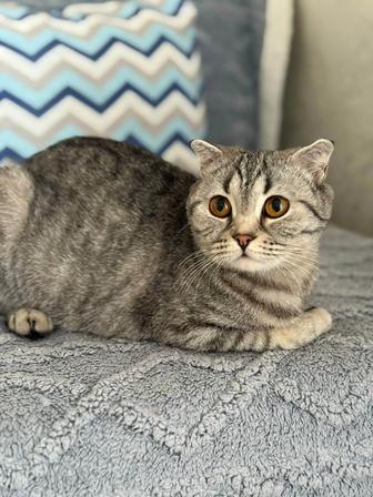 Кошки