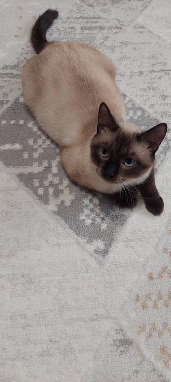 Отдам в добрые руки котика