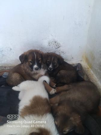 Щенки звонки