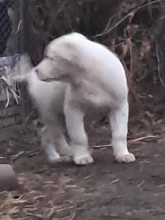 Щенки алабая , 2 мес. Привиты по возрасту