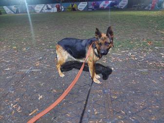 Найдена немецкая овчарка