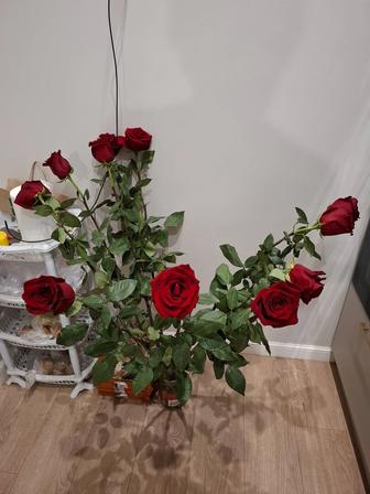 Продам цветы. Розы метровые.