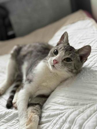 Отдам котенка в самые ответственные руки