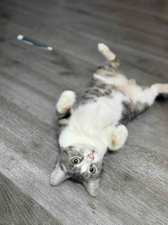 Отдам котенка в самые ответственные руки