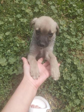 Щенок