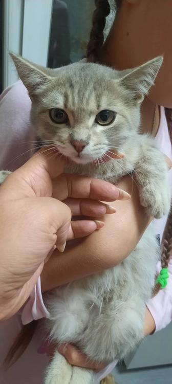Отдам котят