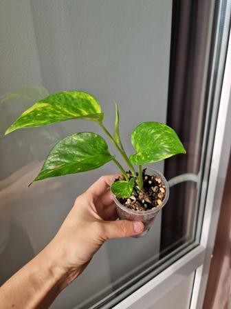 Эпипремнумы золотистый и неон