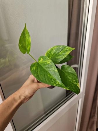 Эпипремнумы золотистый и неон