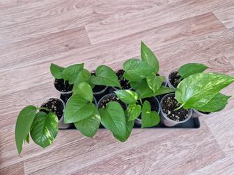 Эпипремнумы золотистый