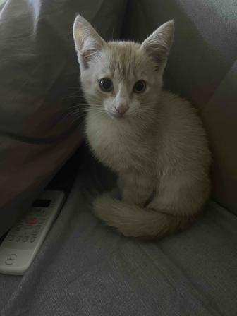 Отдам котенка ( мальчик) в очень добрые руки