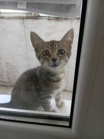 Отдам котенка в добрые руки