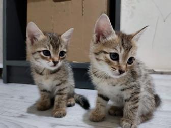 Котята