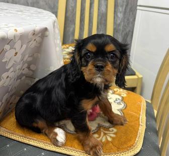 Кавалер кинг Чарльз спаниель