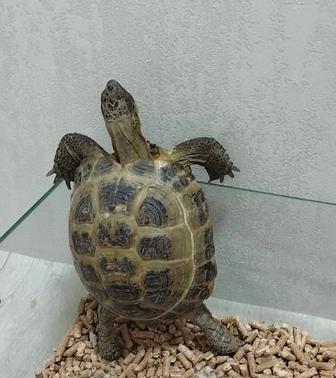 Черепашки сухопутные