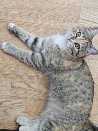 Кошечка в добрые руки